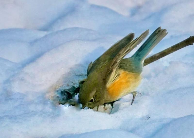《冰雪中觅食》